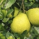 Samenstelling en voedingswaarde van pomelo