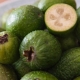 Wat is feijoa?