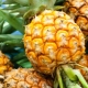 Hoe ananas thuis te rijpen?