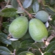 Thuis feijoa kweken