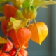 alles over physalis 