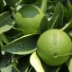 Bergamot: mis see on, kuidas see välja näeb ja kus vilju kasutatakse?