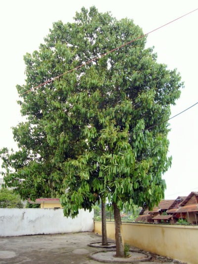 pokok kayu manis