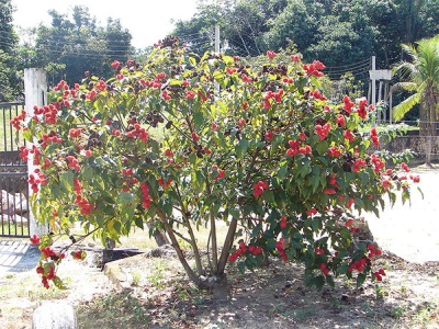 Annattoboom in de tuin