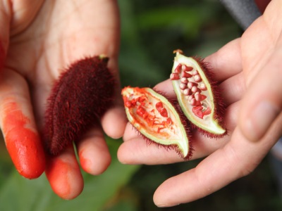 Thuốc nhuộm - annatto