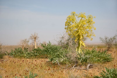 Asafoetida pousse dans les déserts et sur les rochers