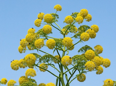 asafoetida bloemen