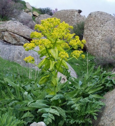 kruidachtige plant asafoetida