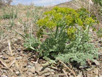 Ferula