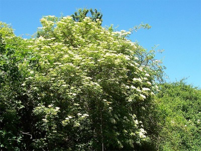 Buisson de sureau sauvage