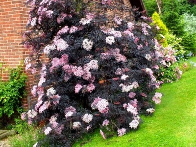 Sureau noir au jardin