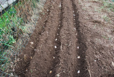 planter de l'ail