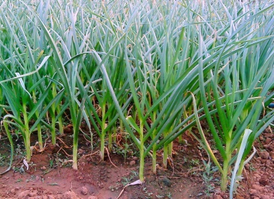 ladang bawang putih