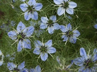 Zwarte komijn bloemen