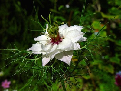 Bó hoa nigella