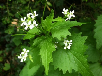 Knoflook is een favoriete plant van koeien