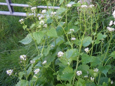 De spadeberry zal alle nabijgelegen planten verdringen.