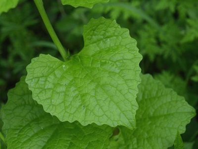 Met vitamine verrijkte knoflookbladeren