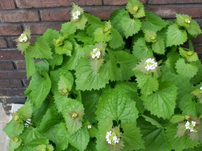 Knoflook kweken in de tuin