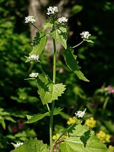 Knoflookgras - kruidachtige plant 