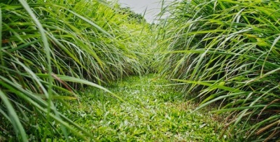 Interessante feiten over citronella