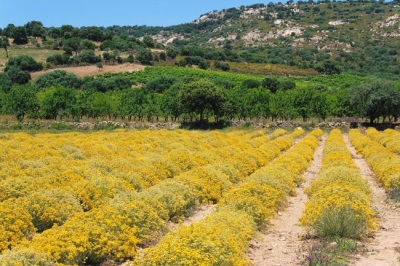 Immortelle pousse dans les steppes