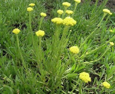 Immortelle zand groeien