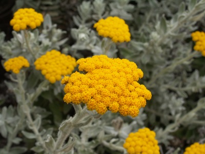 Omamoodi immortelle liivane