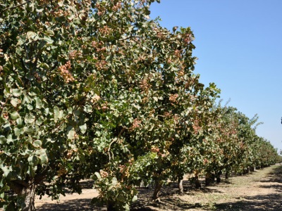 la pistache pousse