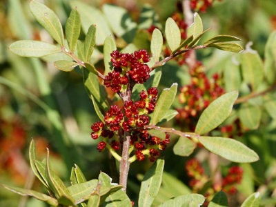 fleurs de pistachier