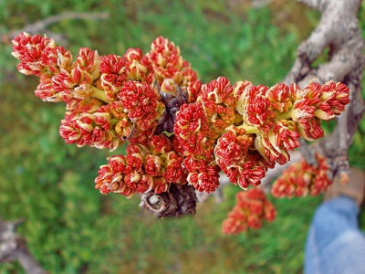 pistache émoussée