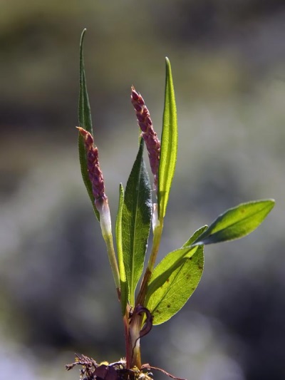 Vitamine slang bergbeklimmer