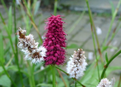 Prachtige bloemen van de bergbeklimmer serpentine