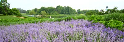 Hyssop trên đồng cỏ