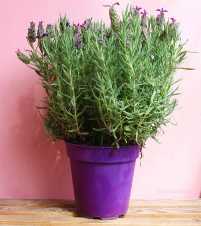 Hyssop trong chậu