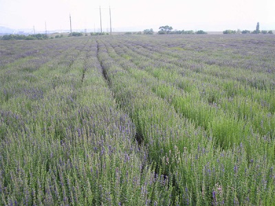 ladang hisop