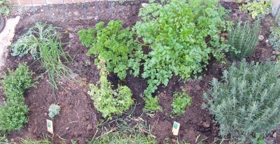 Kervel kweken in de tuin met andere kruiden