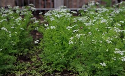 Kervel in de tuin