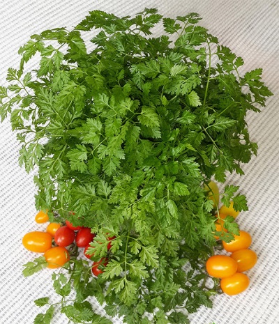 Chervil ladustamine