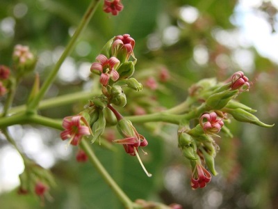 cashew anacardium bloemen