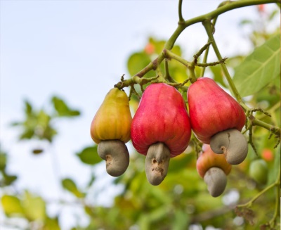 Cashewnoten