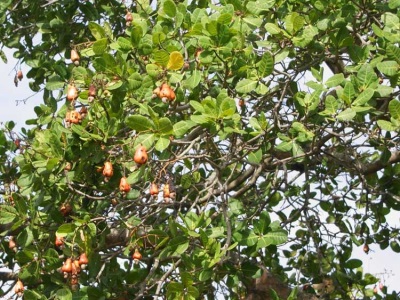 Cashew anacardium kroon