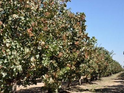 boom anacardium