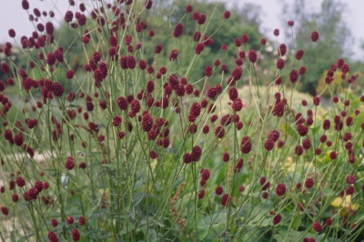 Burnet hiệu thuốc