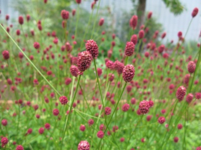 Burnet officinalis