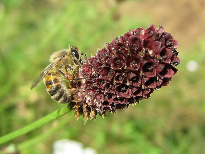 La pimprenelle est une bonne plante mellifère