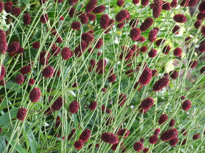 Pimprenelle aux herbes répandue