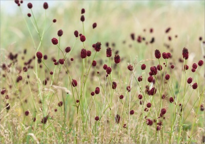 Burnet - một loại cây không mùi