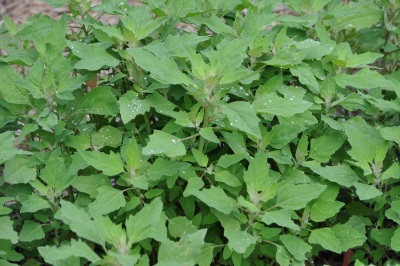 Quinoa ở khắp mọi nơi
