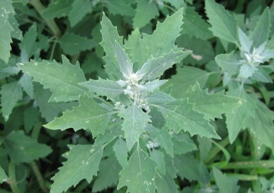 Jaarlijkse kruidenquinoa